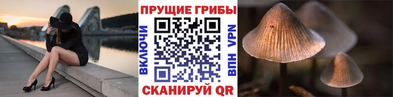 Галлюциногенные грибы Cubensis  даркнет сайт  Куйбышев 